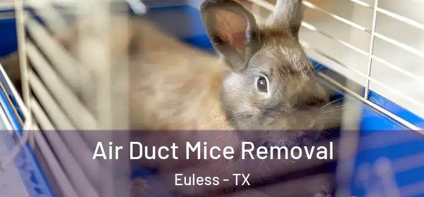  Air Duct Mice Removal Euless - TX